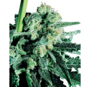 Semillas Sensi Skunk